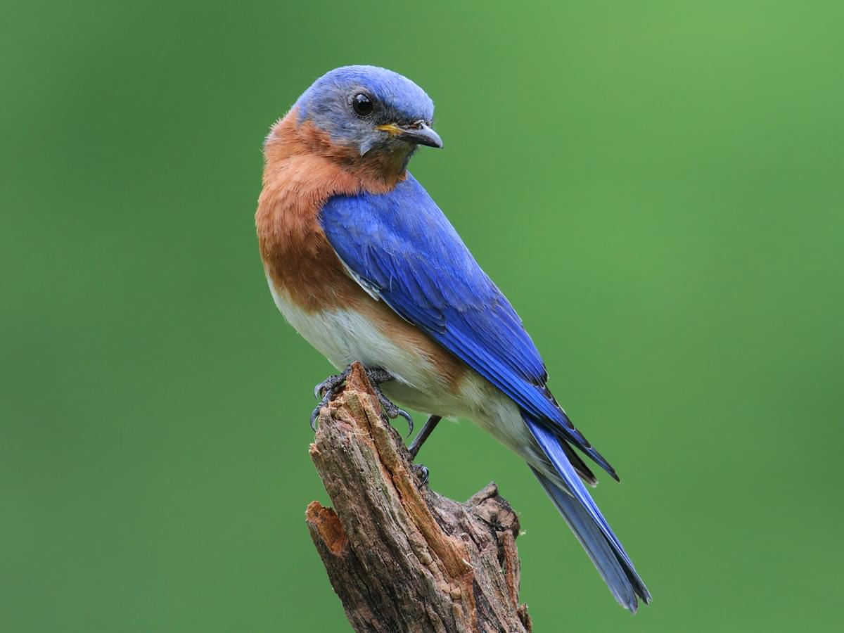 What Do Eastern Bluebirds Eat?