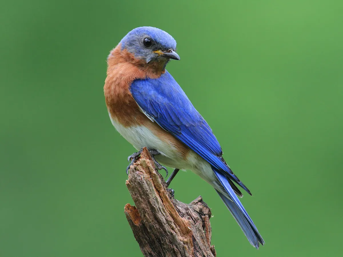 What Do Eastern Bluebirds Eat?