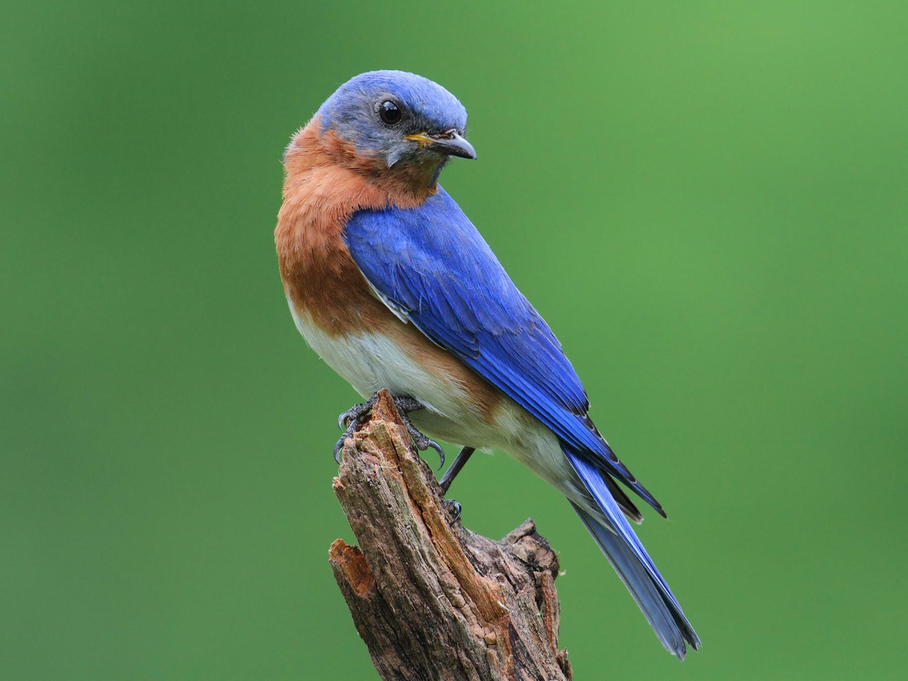 What Do Eastern Bluebirds Eat?