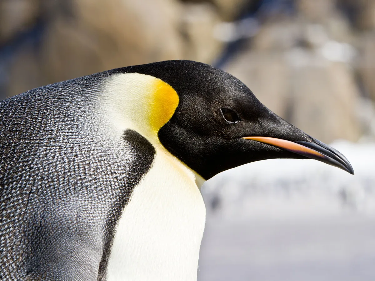 What Do Emperor Penguins Eat?