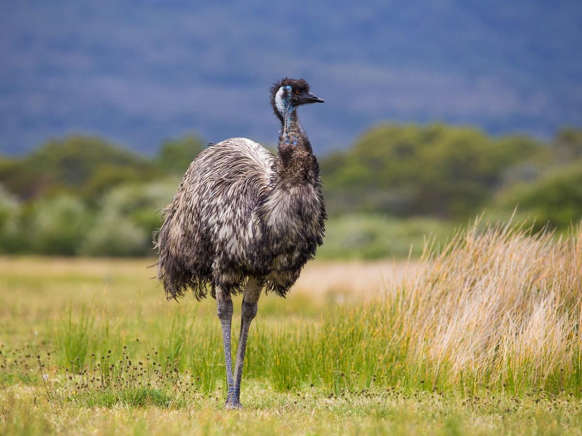 What Do Emus Eat? (Complete Guide)