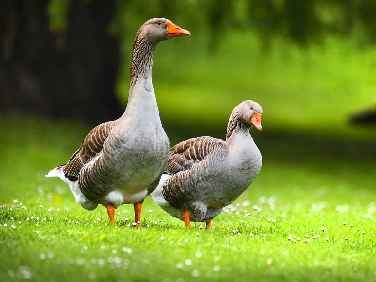 What Do Geese Eat? (Full Diet, Feeding, Habits + Behavior)