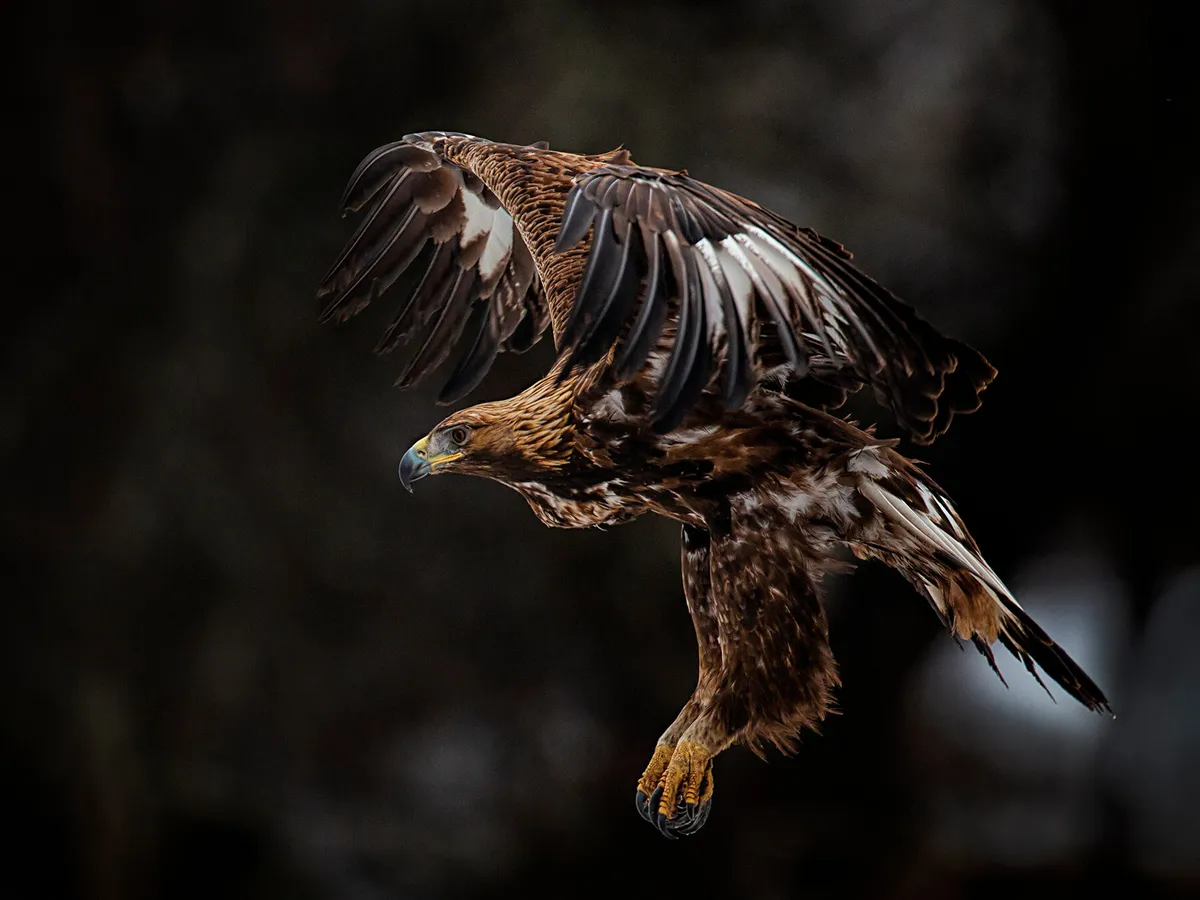 What Do Golden Eagles Eat? (Diet + Behavior) | Birdfact
