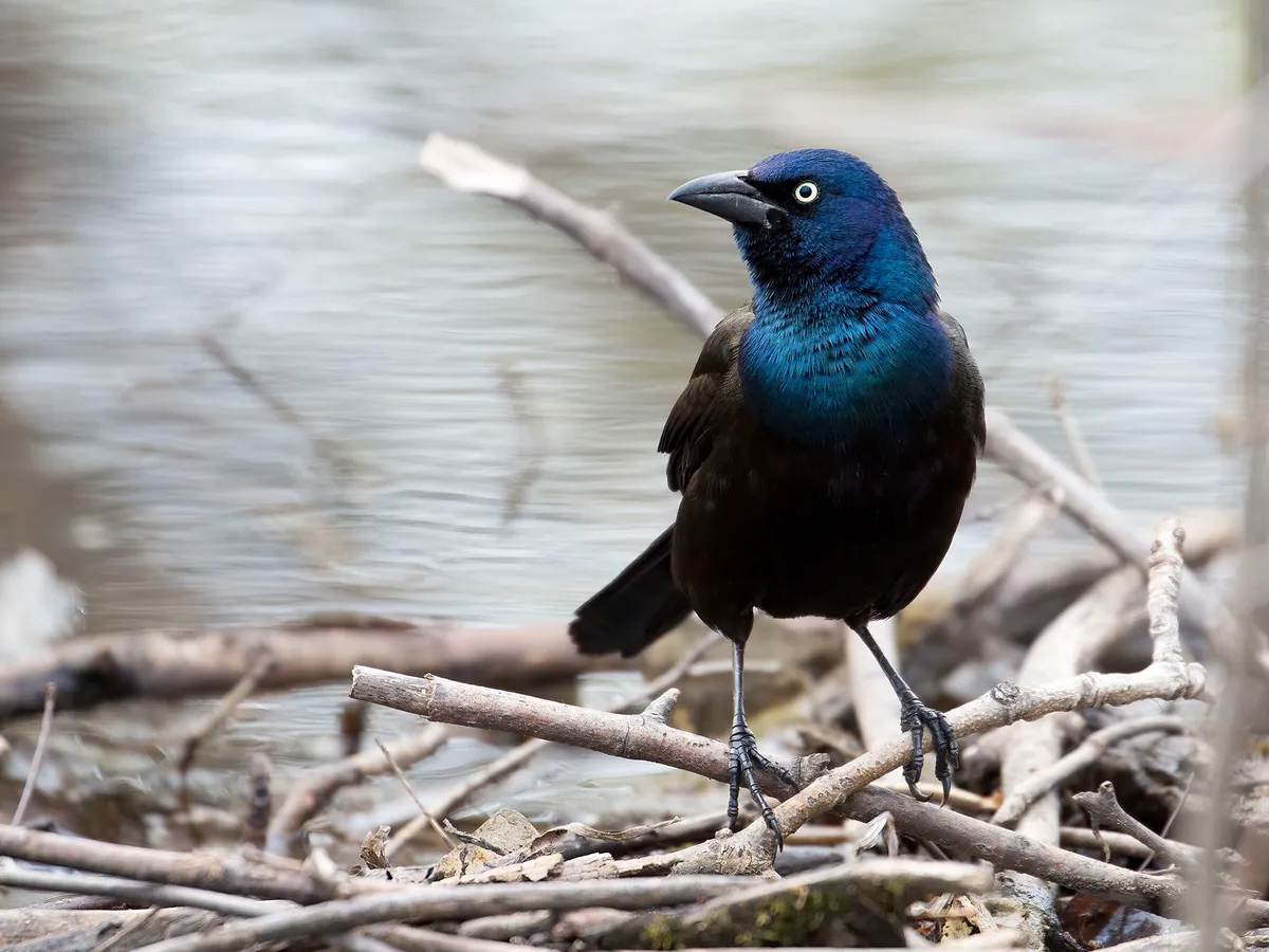 What Do Grackles Eat? (All You Need To Know)
