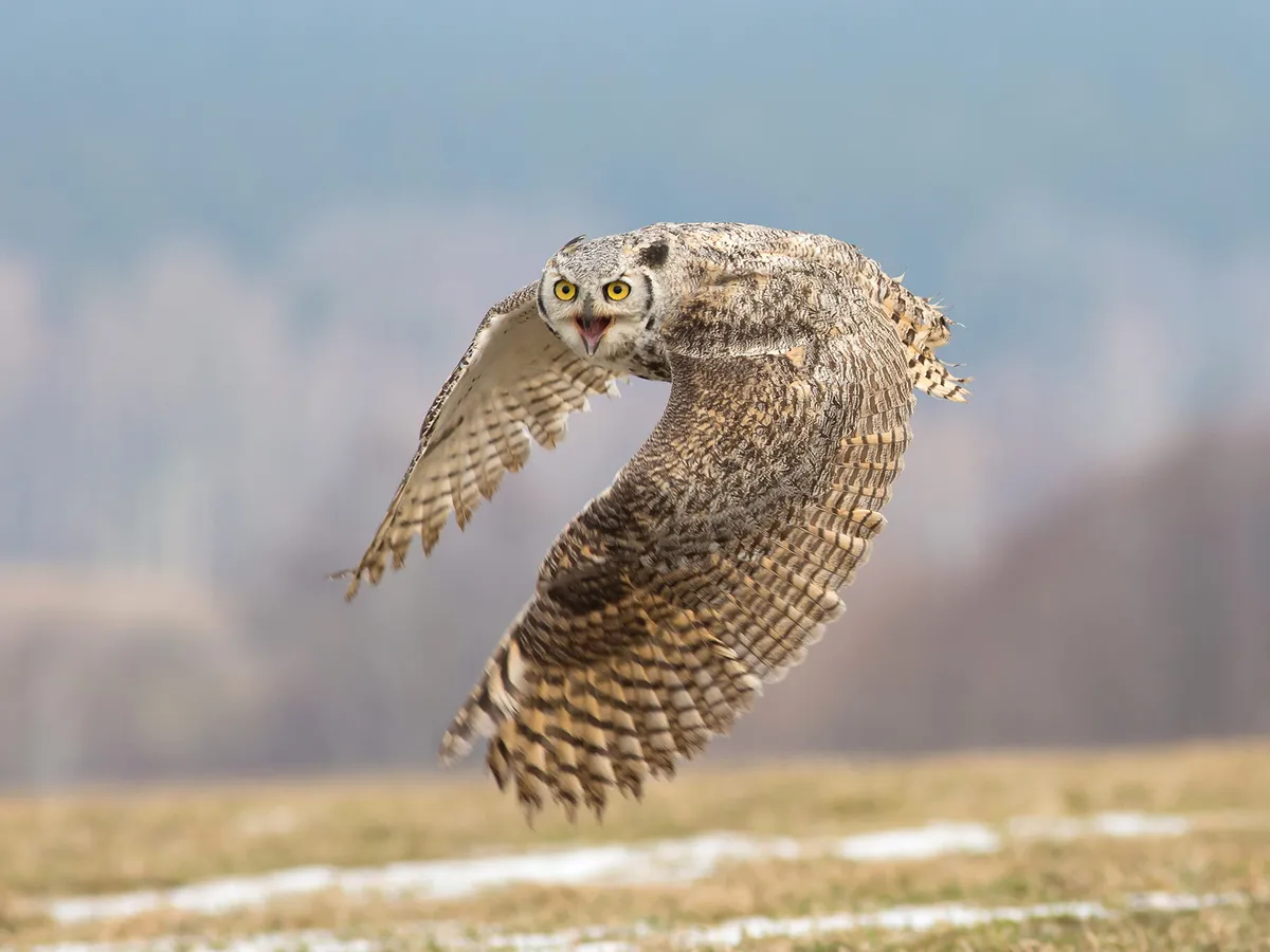 What Do Great Horned Owls Eat? | Birdfact