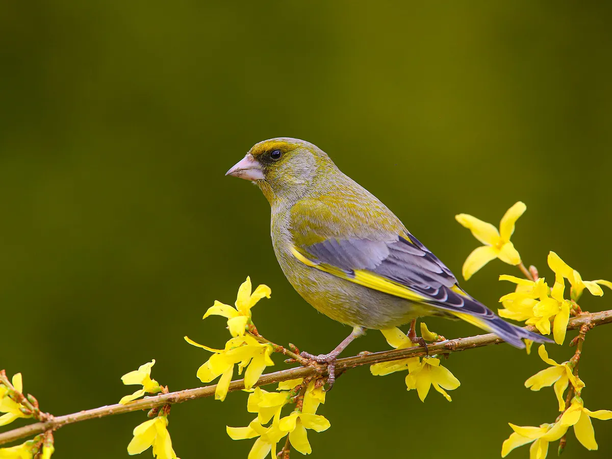 What Do Greenfinches Eat? (All You Need To Know)