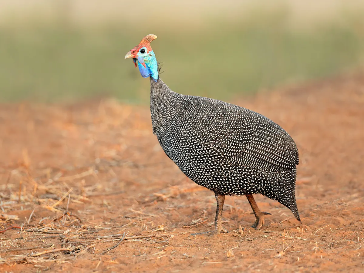 What Do Guineafowl Eat? (Complete Guide)