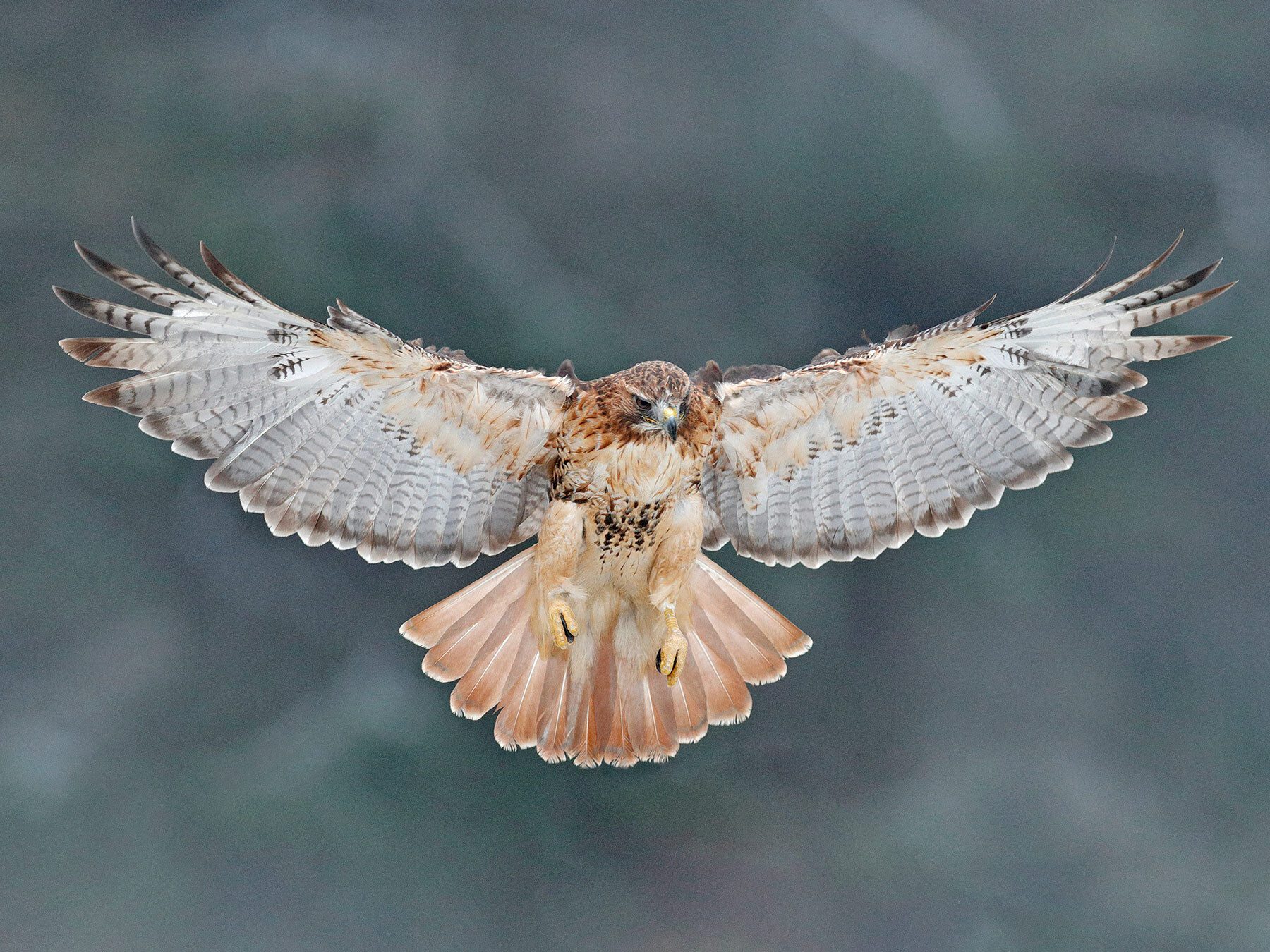 What Do Hawks Eat? A Complete Guide to Raptor Diets