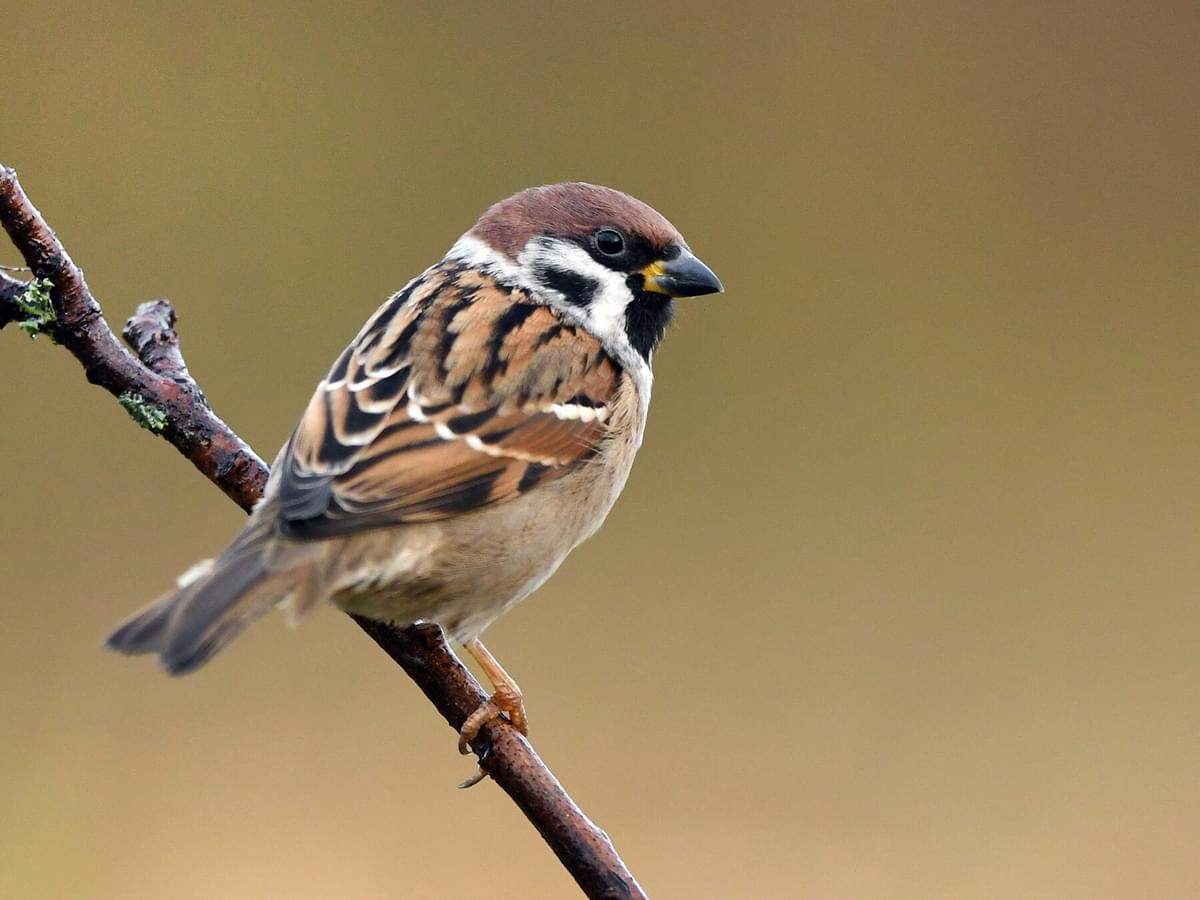 What Do House Sparrows Eat? (Complete Guide)