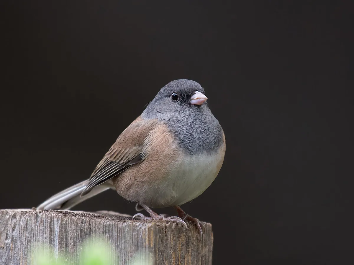 What Do Juncos Eat? (Complete Guide)