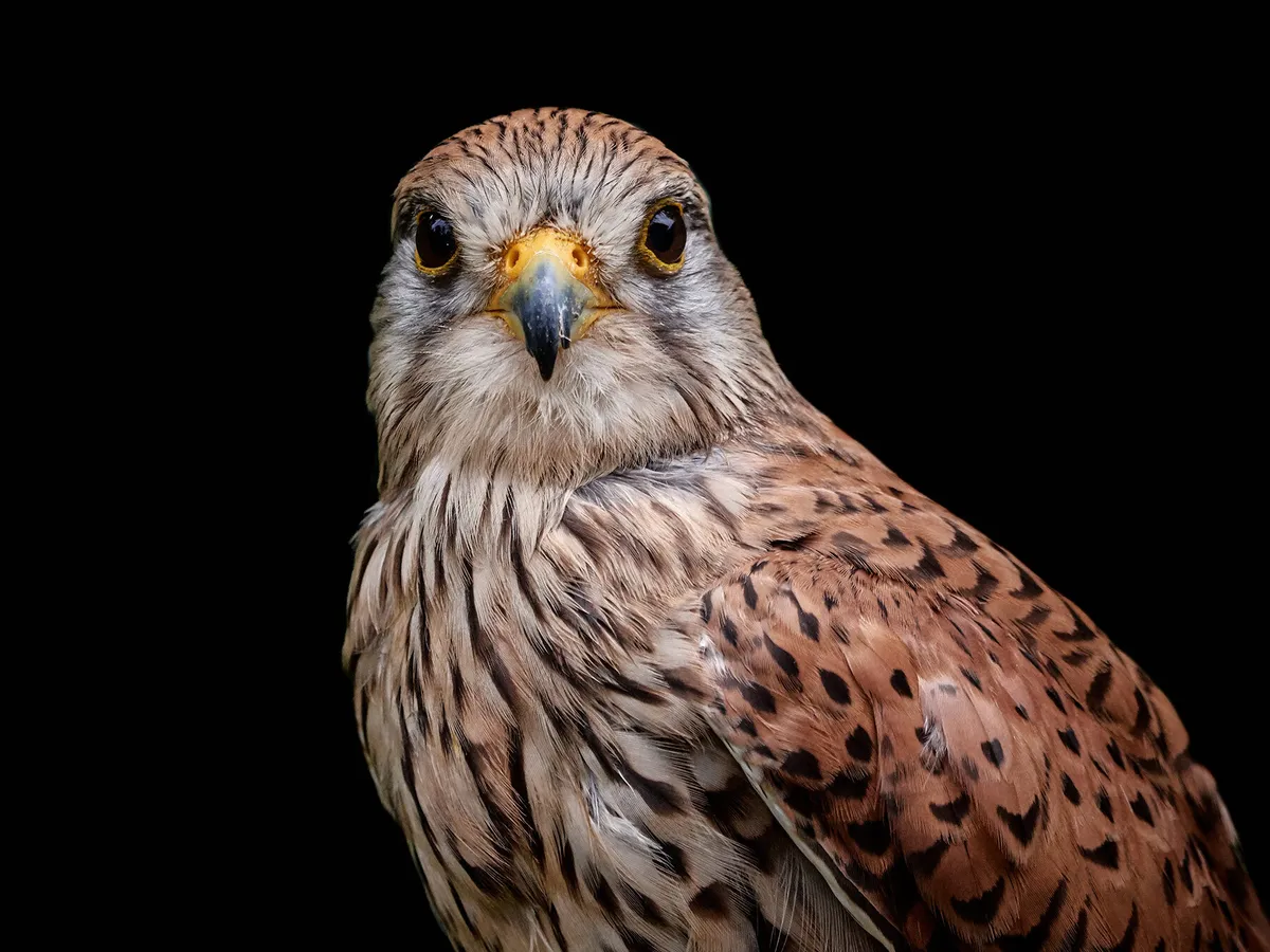 What Do Kestrels Eat? (All You Need To Know)