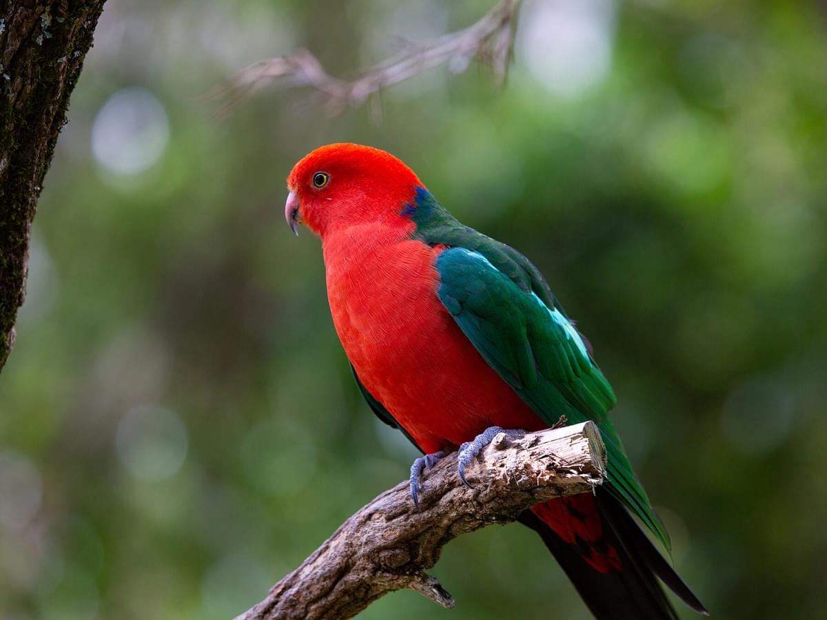 What Do King Parrots Eat? (Diet + Behavior)