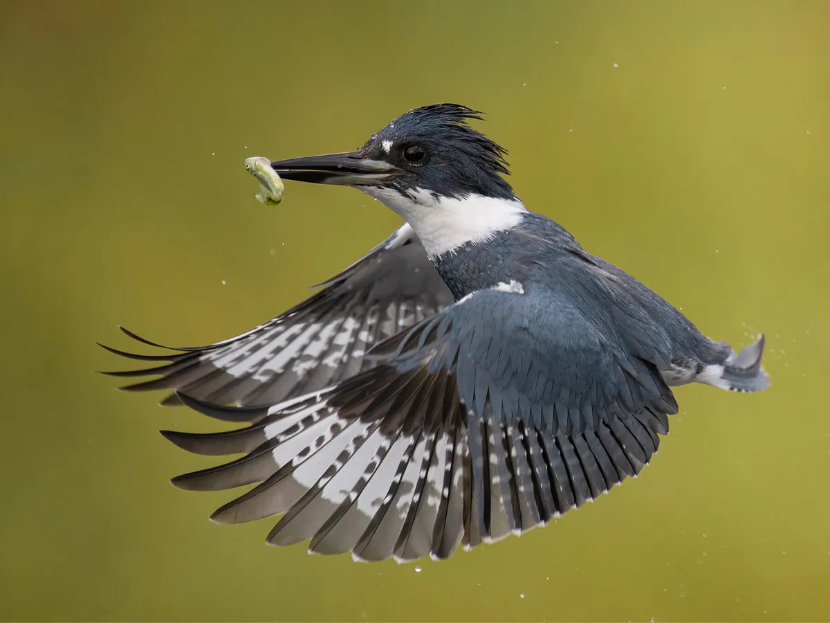 What Do Kingfishers Eat? (Diet + Behavior)