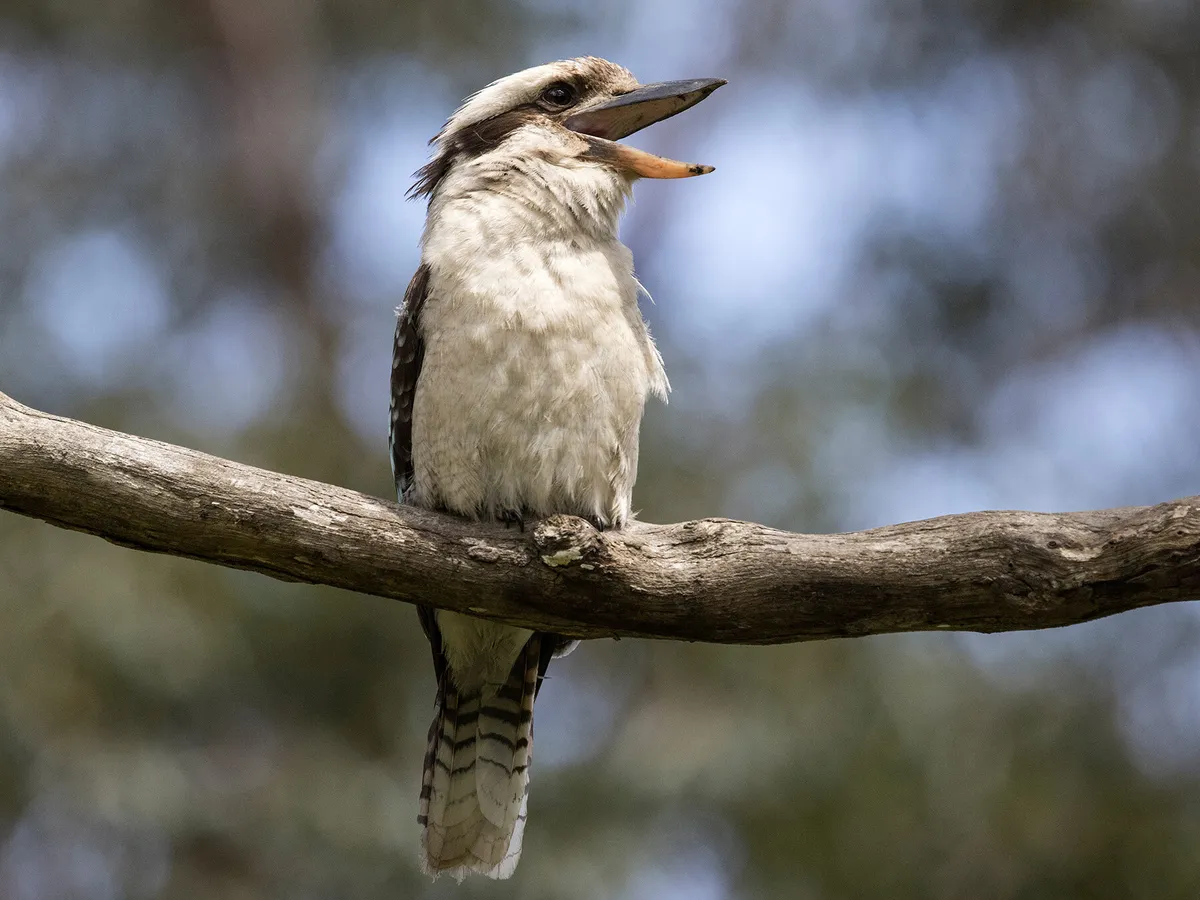 What Do Kookaburras Eat? (Complete Guide)