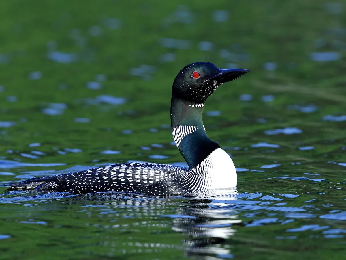 What Do Loons Eat? (Great Northern Diver Diet)