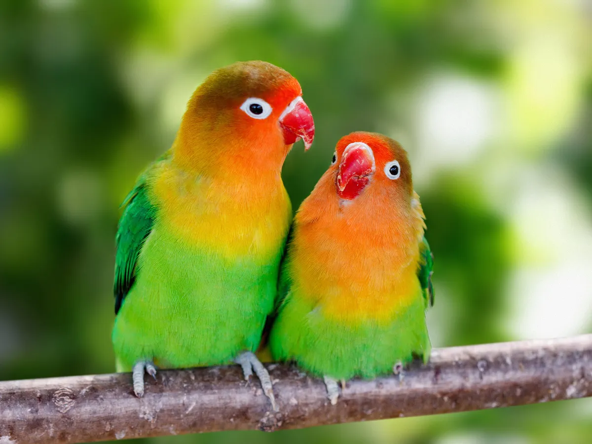 What Do Lovebirds Eat? (Lovebird Diet, Behavior and Habits) | Birdfact