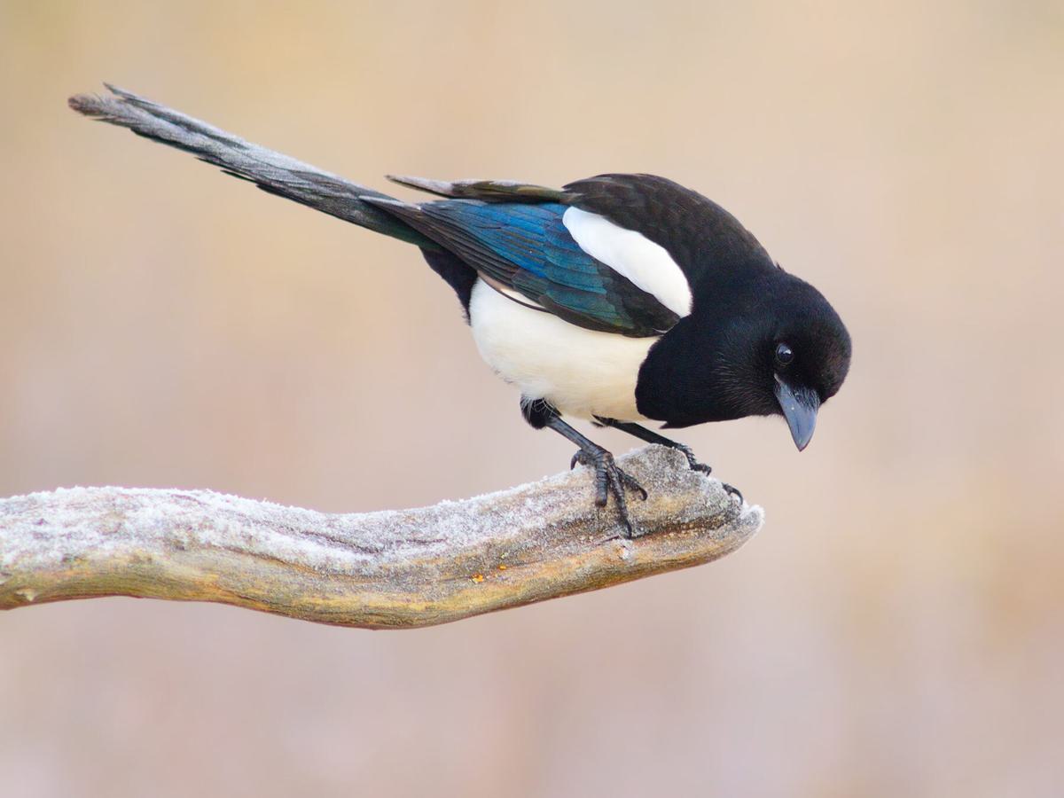 What Do Magpies Eat? (Complete Guide)