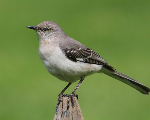 Female Mockingbirds (Male vs Female Identification Guide) | Birdfact