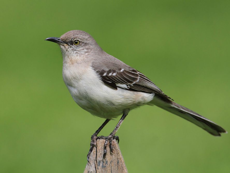 Northern Mockingbird Nesting (Behavior, Eggs, Location) | Birdfact