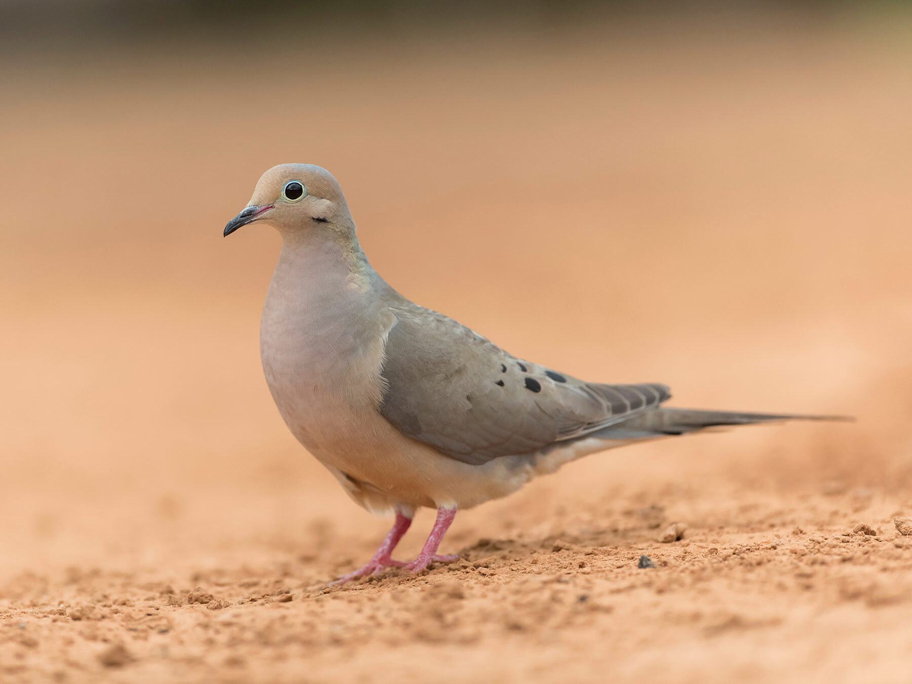 What Do Mourning Doves Eat? (Complete Guide)