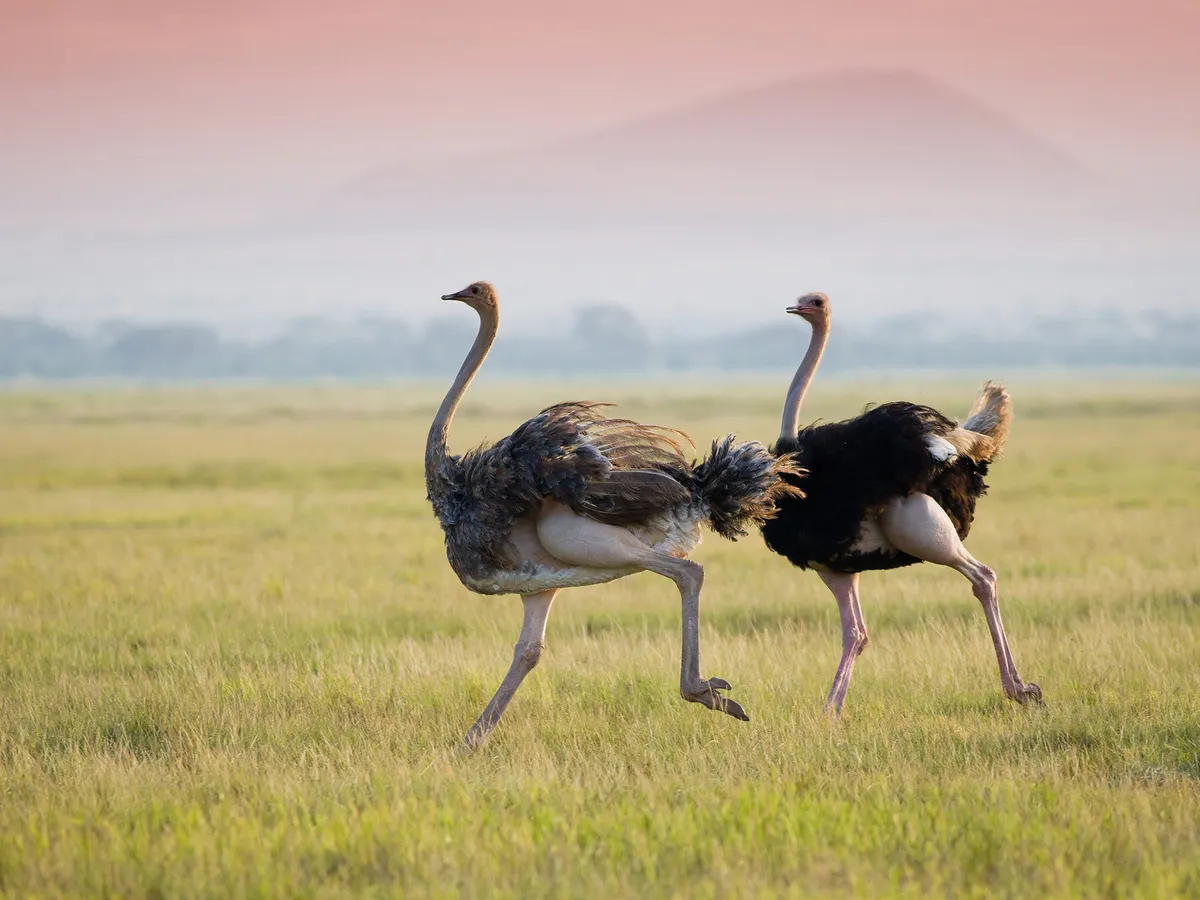 What Do Ostriches Eat? (Complete Guide) | Birdfact