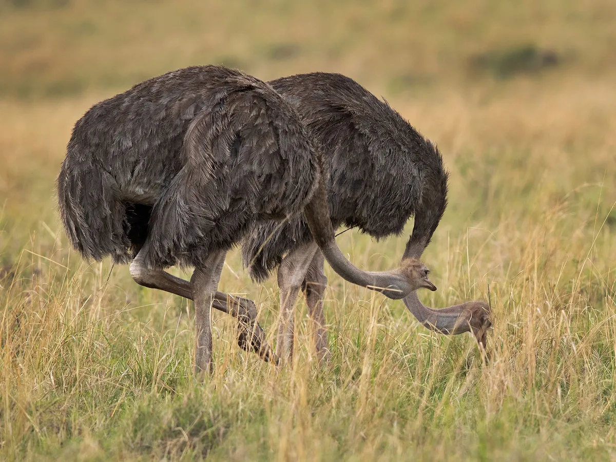 What Do Ostriches Eat? (Full Diet, Feeding, Habits + Behavior)