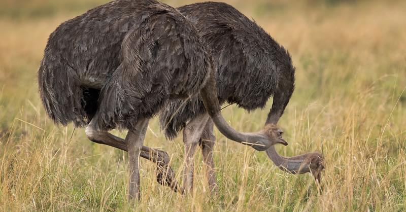 What Do Ostriches Eat Full T