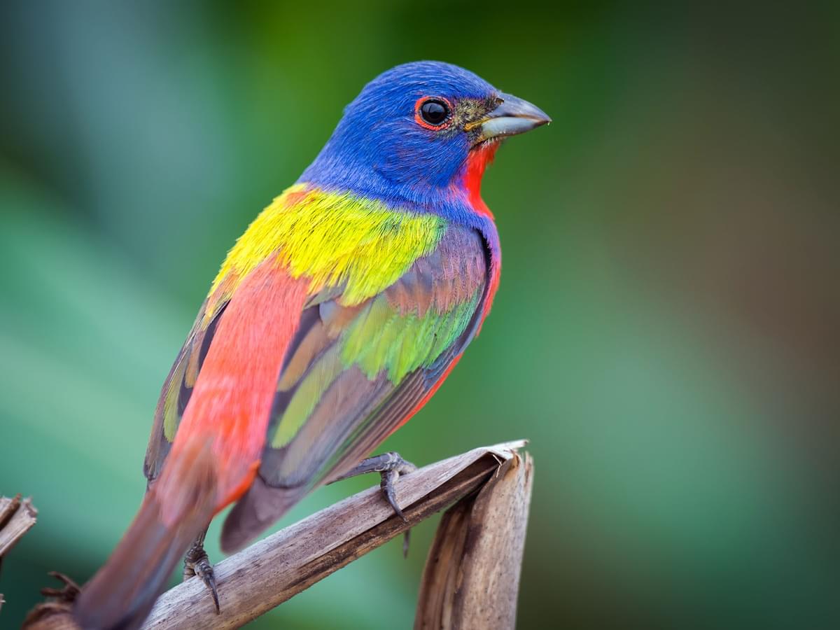 What Do Painted Buntings Eat? (Complete Guide)