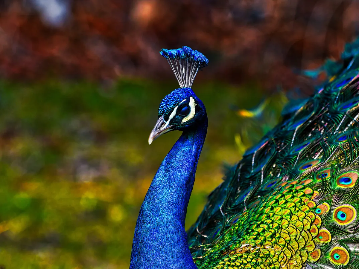 What Do Peacocks Eat? (Complete Guide) | Birdfact