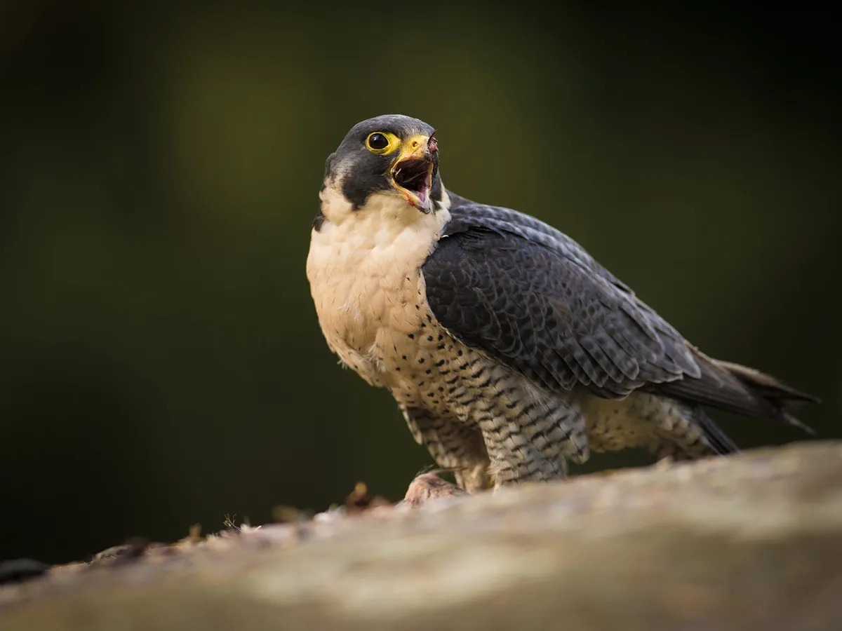 What Do Peregrine Falcons Eat? (Full Diet Guide)