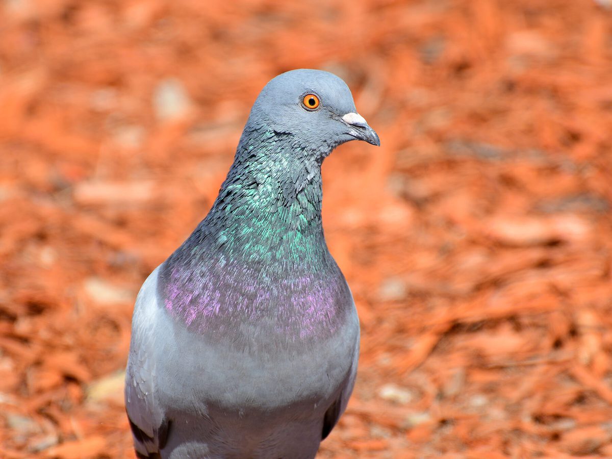 What Do Pigeons Eat? (Full Diet, Feeding, Habits +… | Birdfact