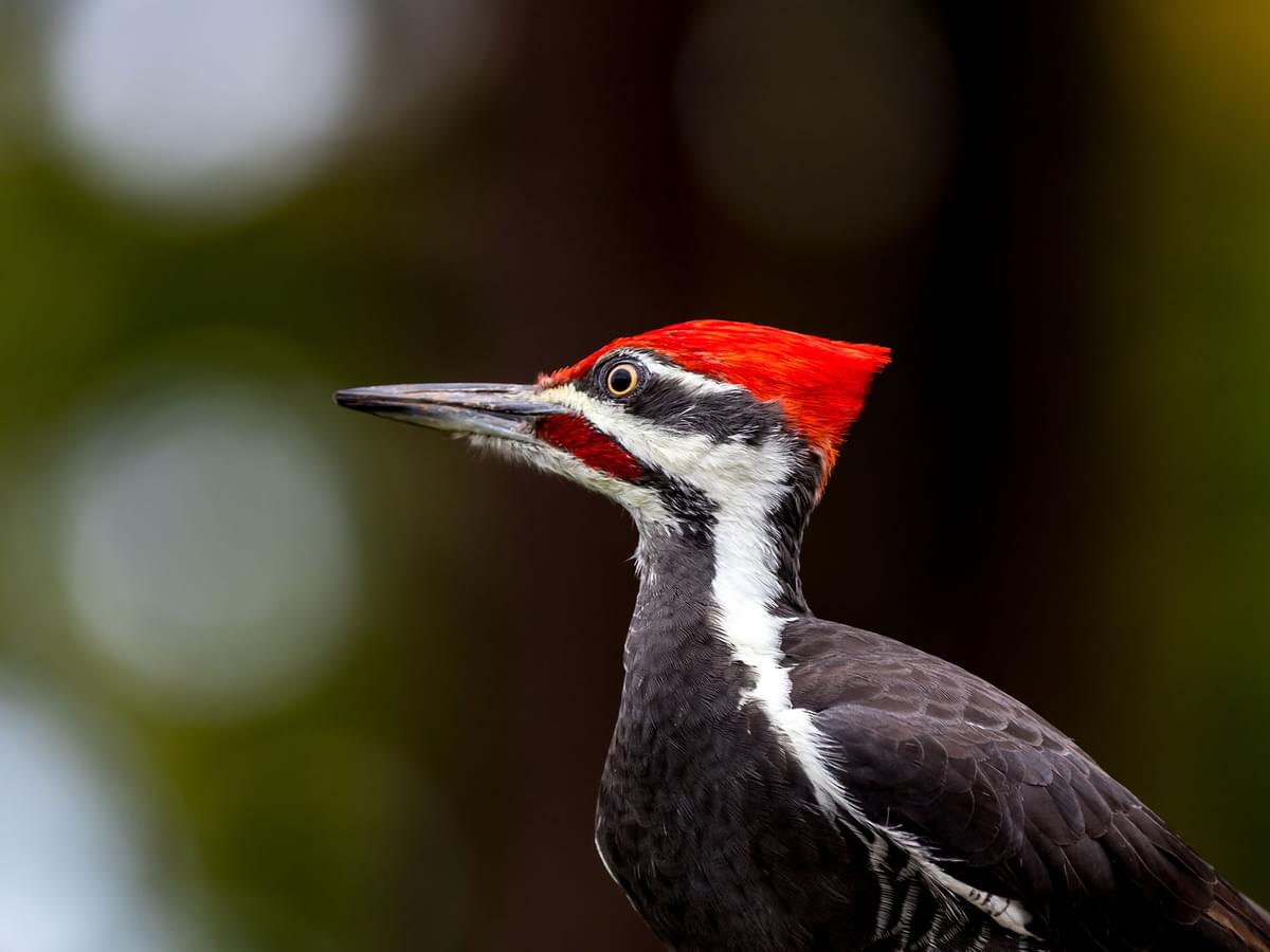 What Do Pileated Woodpeckers Eat? (Diet + Behavior)