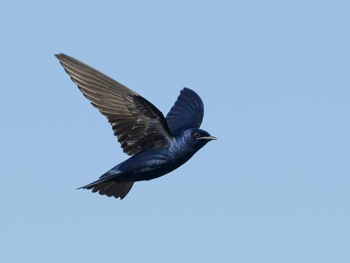 What Do Purple Martins Eat?