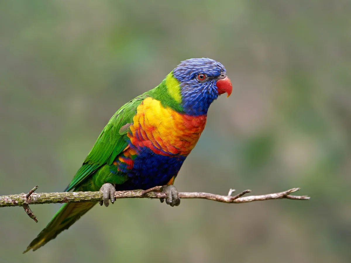 What Do Rainbow Lorikeets Eat? (Complete Guide)