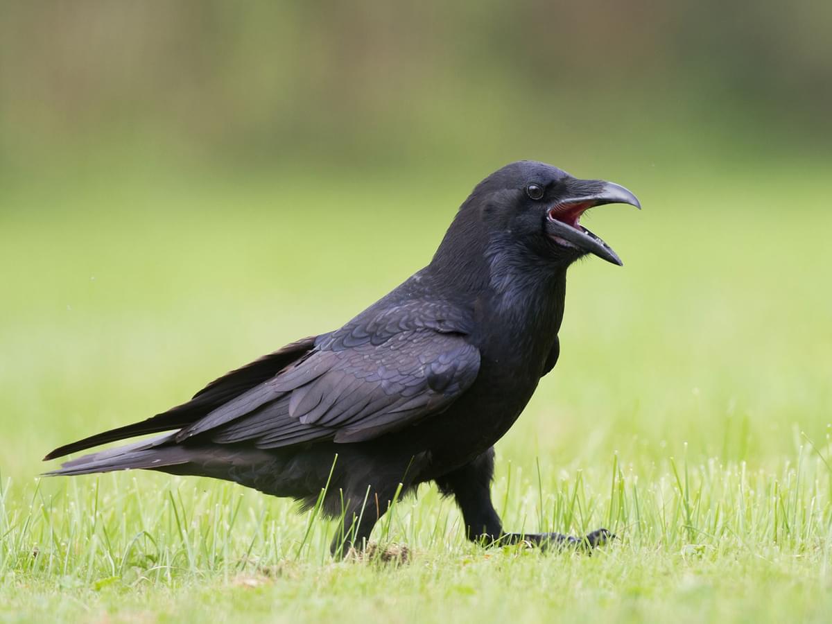 What Do Ravens Eat? (Common Raven Diet)