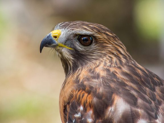 How Long Do Red-Tailed Hawks Live? (Red-tailed Hawk… | Birdfact