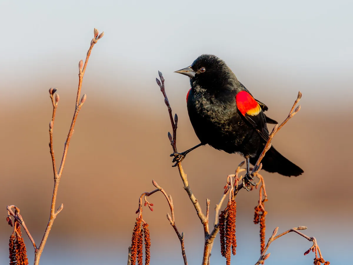 What Do Red-winged Blackbirds Eat? (Complete Guide)