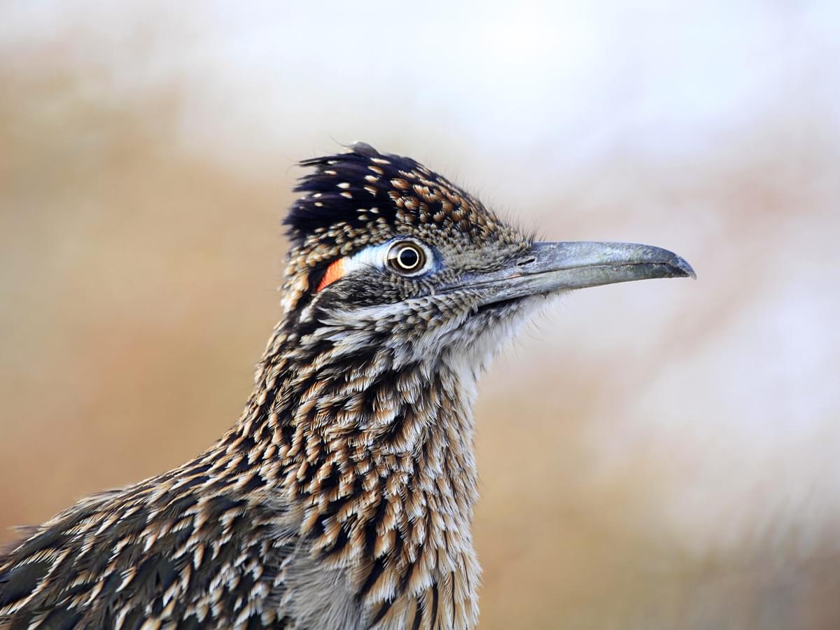 What Do Roadrunners Eat? (Everything You Need To Know)