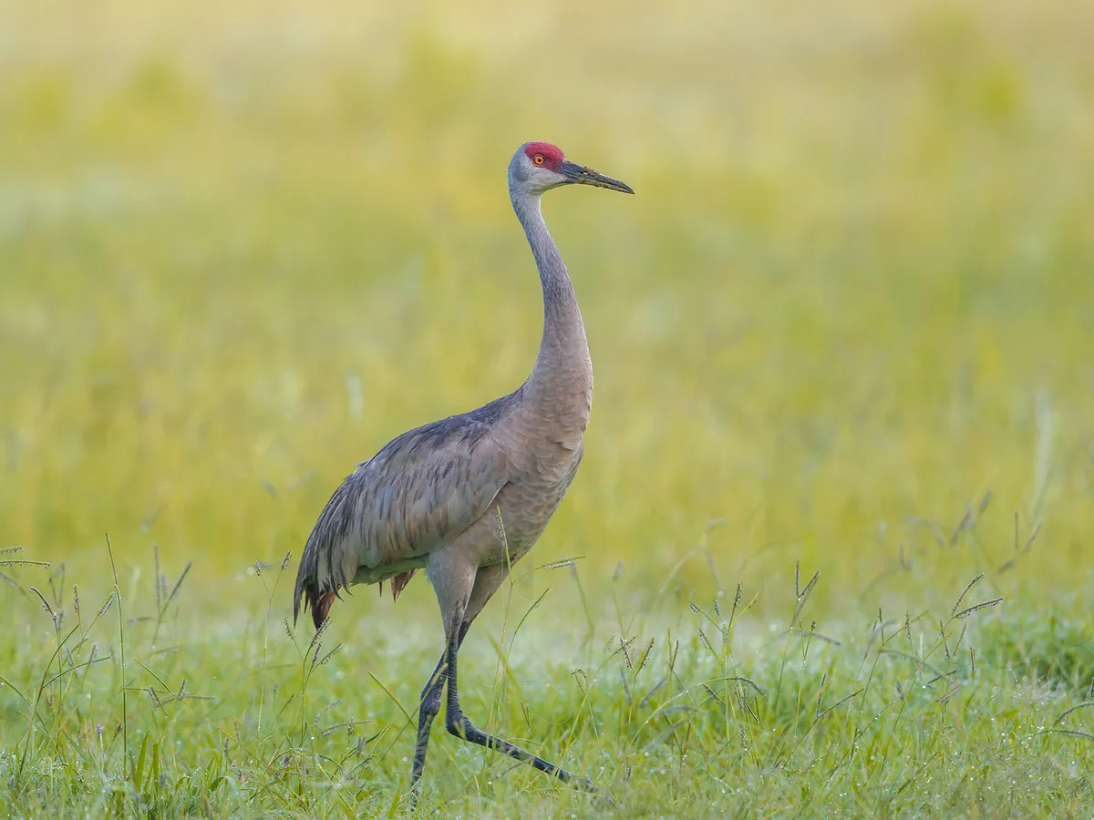 What Do Sandhill Cranes Eat? (Complete Guide)