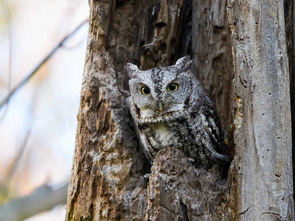 What Do Screech Owls Eat? (Diet + Behavior)