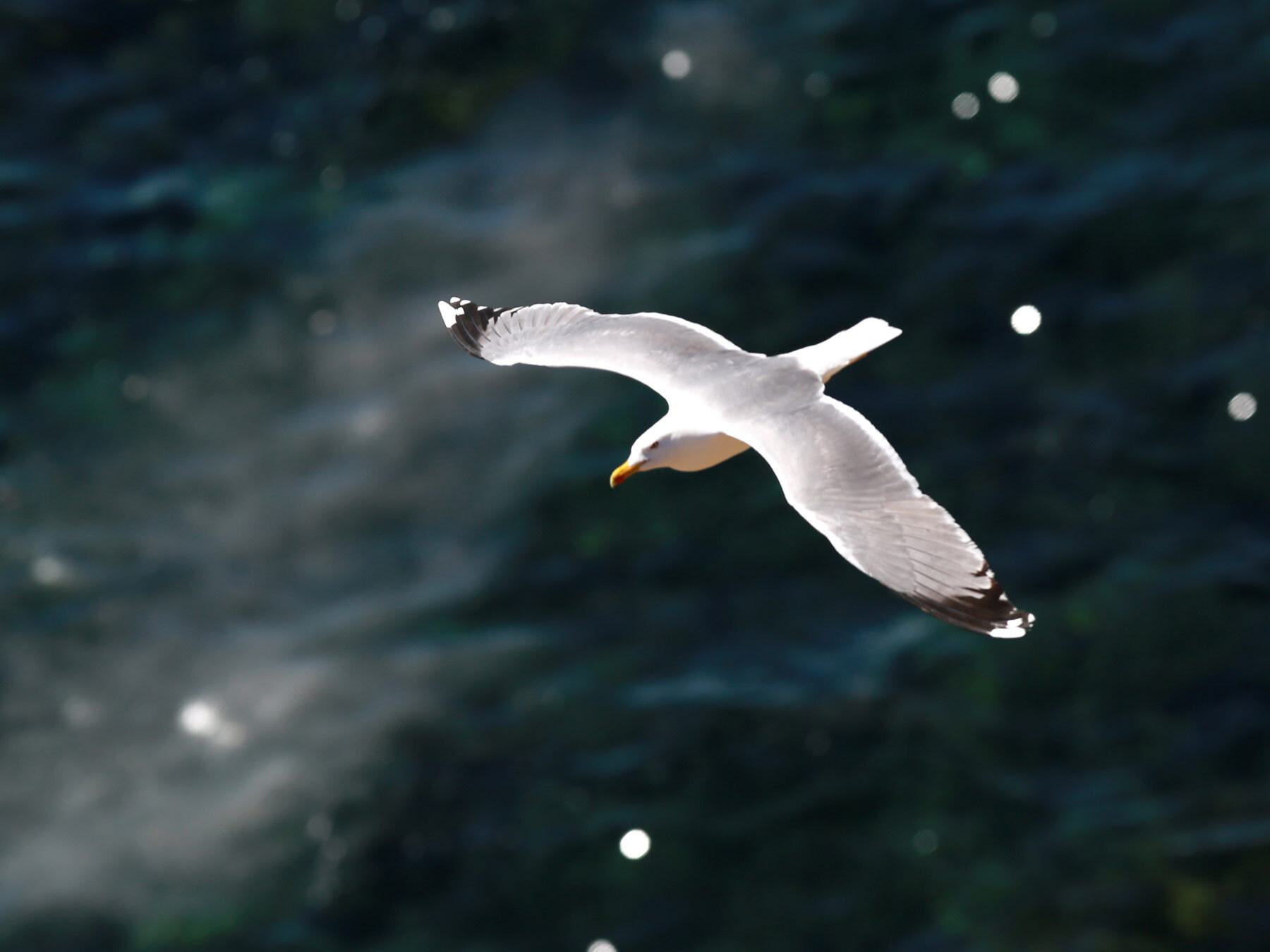 What Do Seagulls Actually Eat? Diet Secrets of These Clever Scavengers