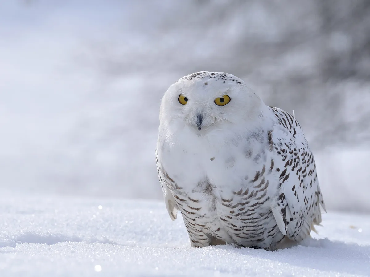 What Do Snowy Owls Eat?