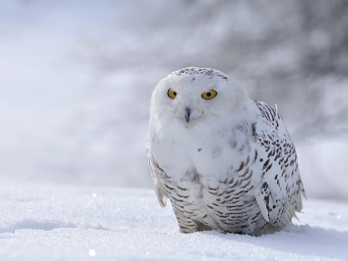 What Do Snowy Owls Eat? | Birdfact
