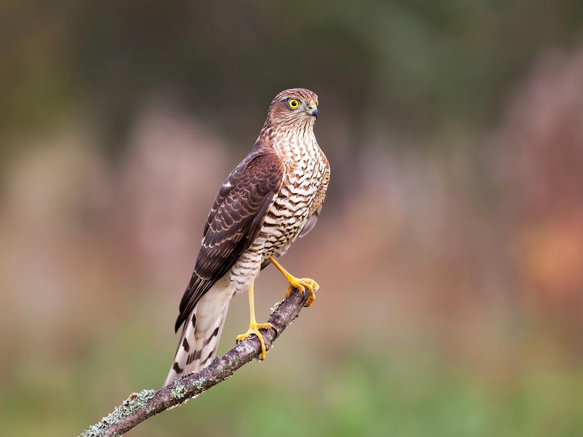 What Do Sparrowhawks Eat?