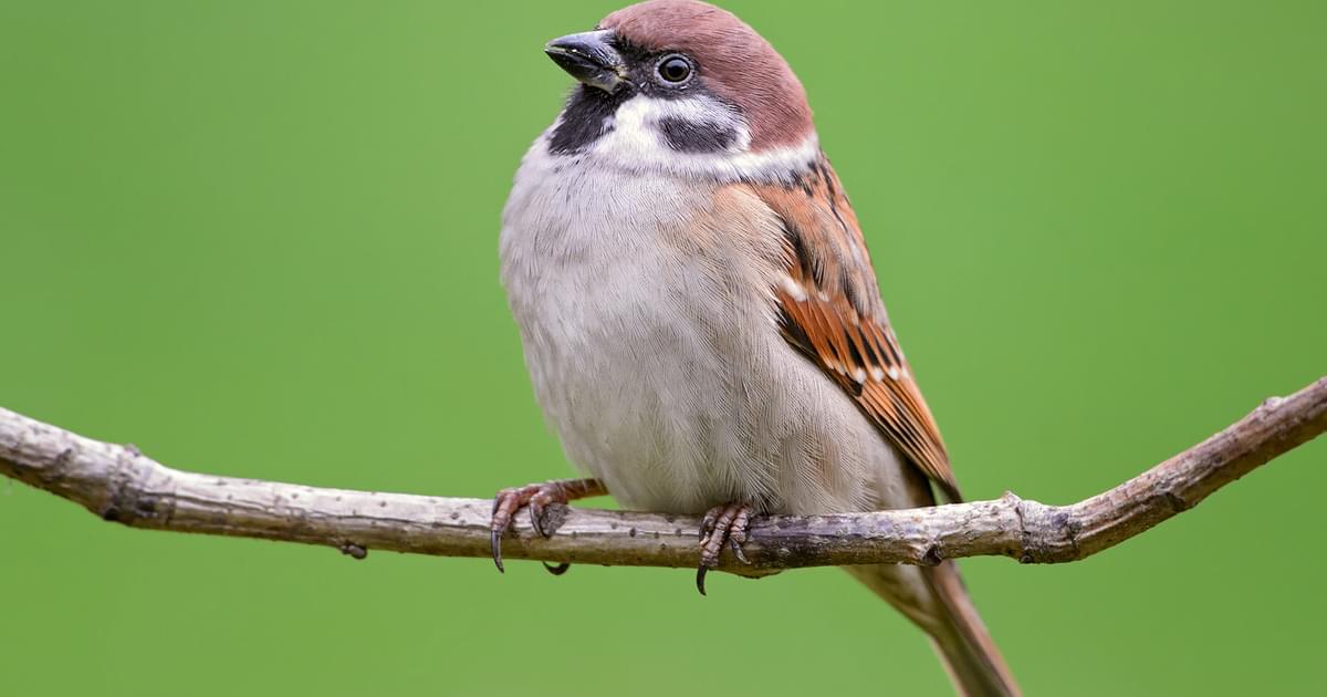 What Do Sparrows Eat? (Complete Guide) | Birdfact