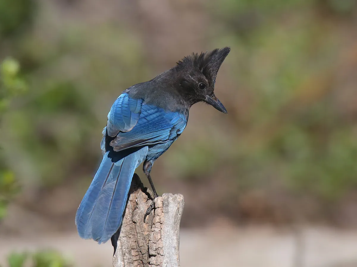 What Do Steller's Jays Eat? (Complete Guide)