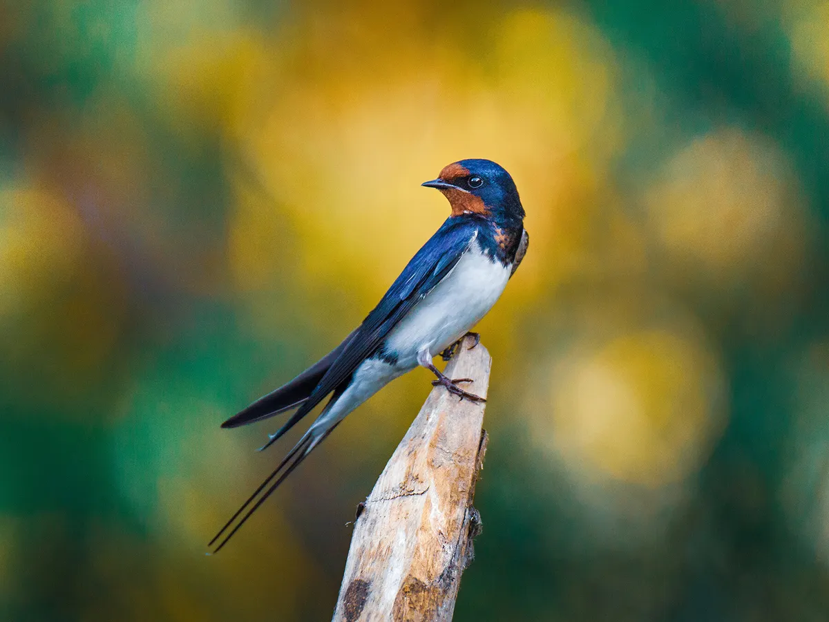 What Do Swallows Eat? (Complete Guide)
