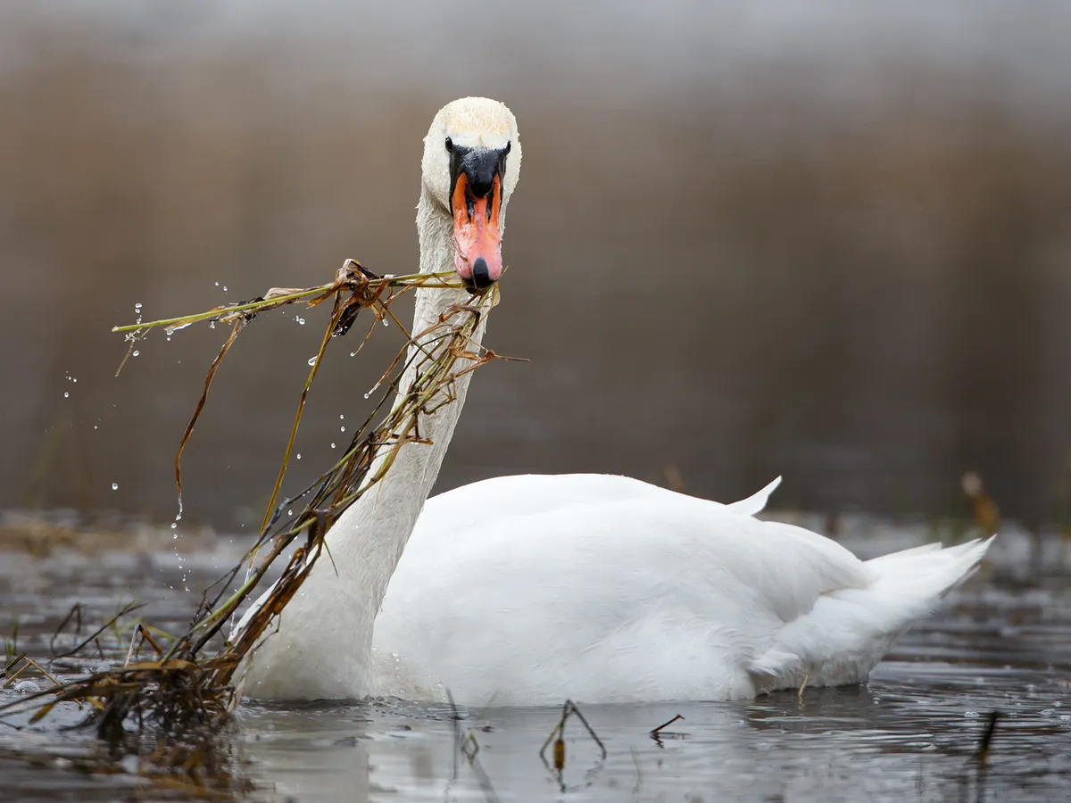 What Do Swans Eat? (And What Not to Feed Them?)