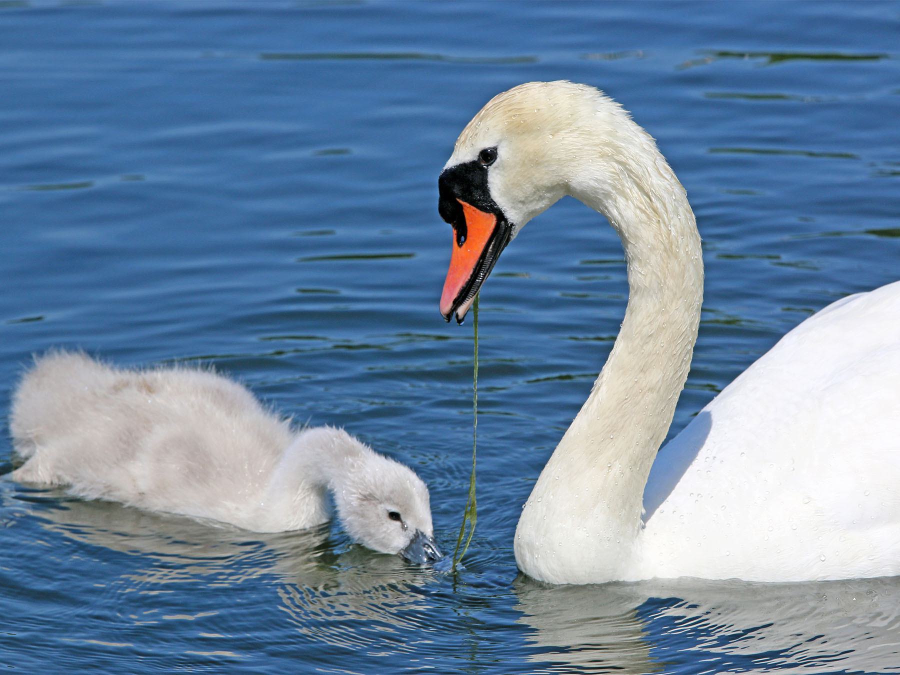 What Do Swans Eat? An Overview of Swan Diets and Foraging Behavior
