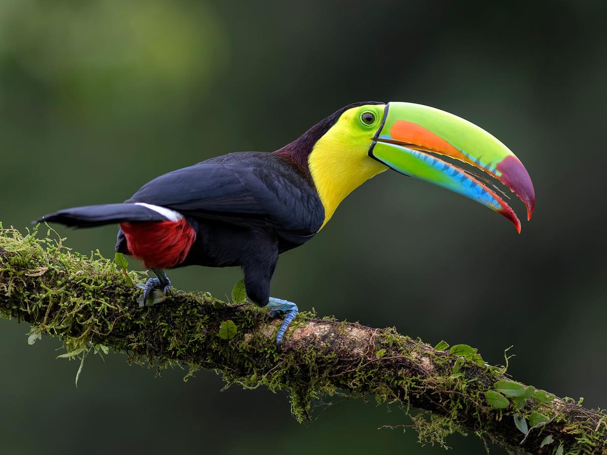 What Do Toucans Eat? (All You Need To Know)